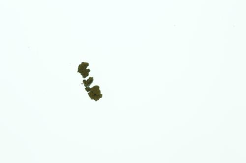 Common Goldspeck Lichen 